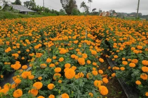 Gemitir Flower Gardens